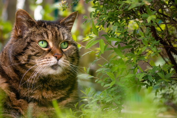 Naklejka na ściany i meble Tabby cat with bright green eyes surrounded by plants which match her eye color
