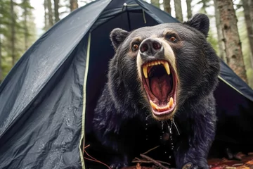 Keuken spatwand met foto a bear unexpectedly attacking a camping site, emphasizing the unforeseen and hazardous situations that can occur in the wild. © EdNurg