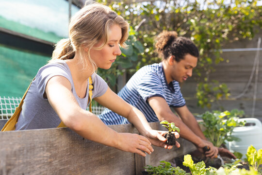 Focused diverse couple planting vegetables in sunny greenhouse