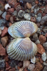 Closeup of an single seashell on stones at seashore.