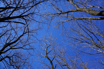 Mount Seorak;Seoraksan tree branches against blue sky