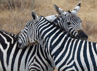 Fototapeta na wymiar Zebrah in Masai Mara Kenya 
