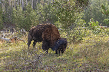 Bison grazing next to the road at Midway Geyser Basin in Yellowstone National Park. Selective focus on the bison