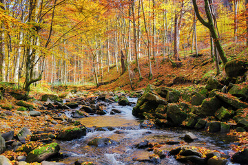 beautiful forest scenery in autumn. river with mossy stones on the shore covered in fallen foliage