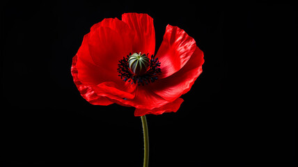 Red poppy flower isolated on black background