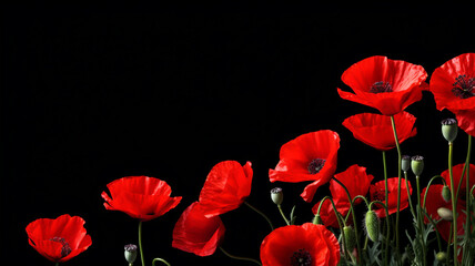 Obraz premium Red poppy flower isolated on black background