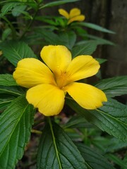 yellow flower