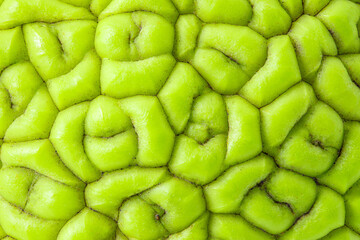 Maclura, green surface of fetus in close-up, full depth of field