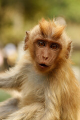 A cute monkey lives in a natural forest of Indonesia
