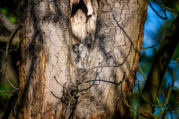 Puszczyk zwyczajny w dziupli starego drzewa. Nocny ptak drapieżny podczas dziennego odpoczynku. Sowy w parkach i lasach