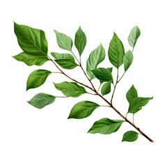 Naklejka premium Trees leaves limb composition, isolated on transparent background, png, 300 DPI
