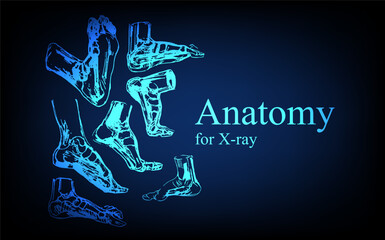 Human anatomy in front on x ray view. Anatomy human body connection, The Various Proportions Of Human foot and toes, Vector hand drawn illustration