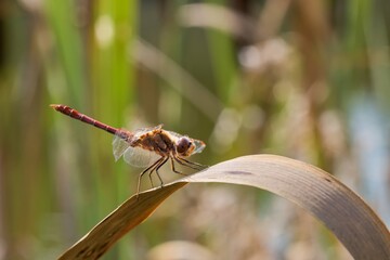 Red dragonfly sitting on a dry broad leaf. Close up.