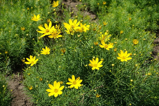 Yellow flowers and buds of Coreopsis verticillata in June