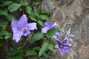 Several purple flowers of Clematis in mid May