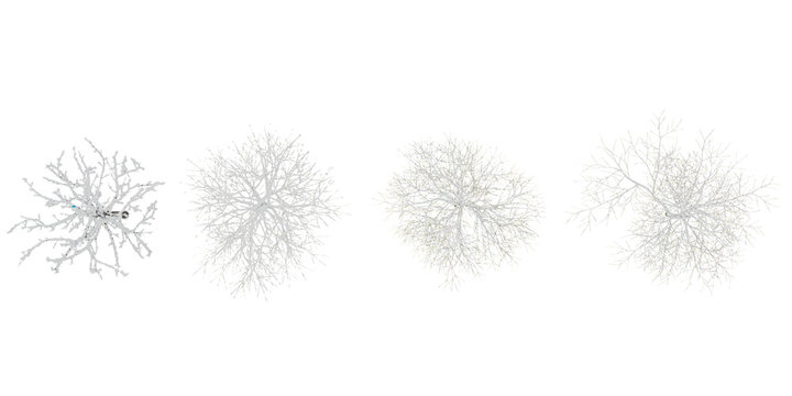 From top view of 3d rendering of Winter trees on snow isolated background
