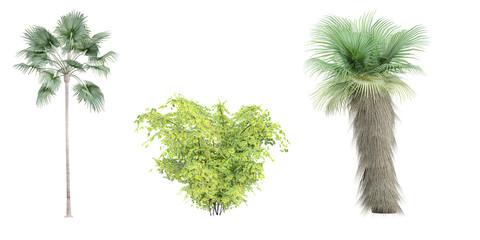 Jungle Green Dwarf Fan Palm,Acacia,Sabal Palm trees shapes cutout 3d render set - obrazy, fototapety, plakaty