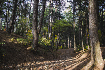 Mountain forest view with autumn foliage