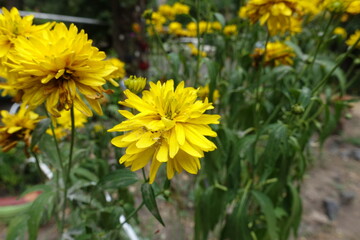 Fototapeta premium Vibrant yellow flower of Rudbeckia laciniata Goldquelle in August