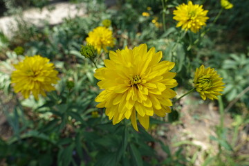 Yellow flowers of Rudbeckia laciniata Goldquelle in July