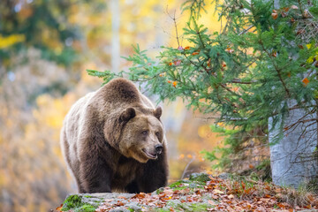 brown bear in the woods - 679089937
