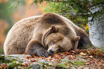 brown bear in the woods - 679089963