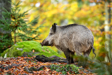 wild boar in the woods - 679089983