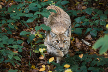 lynx in the woods - 679089987