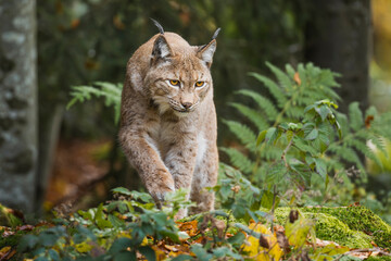 lynx in the forest - 679089994