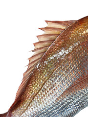 【PNG透過素材】獲れたて新鮮なピンク色が美しい活きのいい真鯛の背びれ