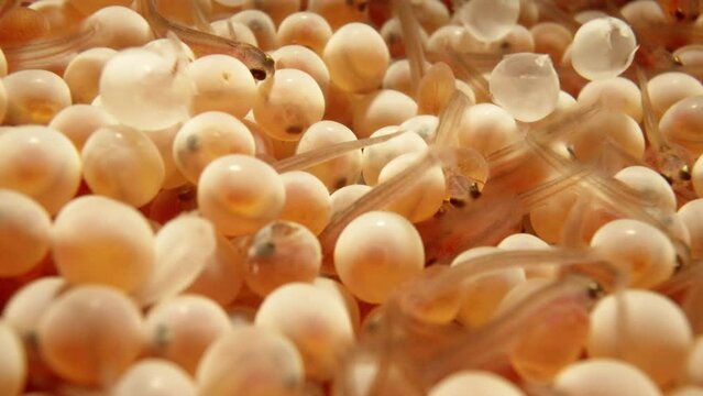 Trout/salmon eggs, hatch in a hatchery