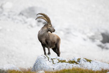 mountain goat on the rock - 679091529