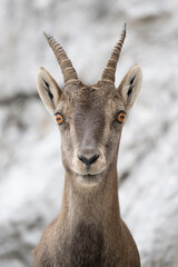 Female ibex
