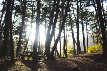 Picnic table in the forest sunset