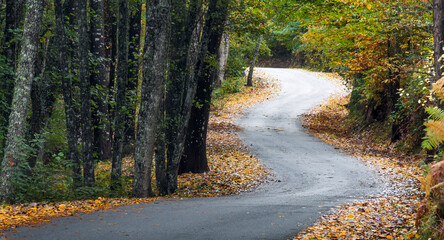 Obraz premium Solitary path between trees and vegetation in autumn.