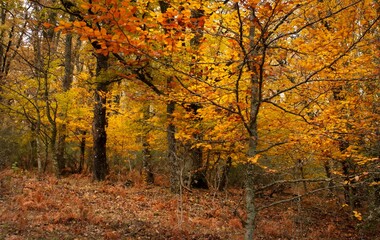 Beech forest in autumn near the town of Montejo de la Sierra in Spain. It is the southernmost beech forest in Europe.