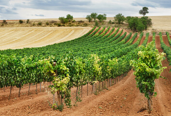 Vineyard field with blue sky and white clouds in the region of Ribera del Duero In Castilla. - obrazy, fototapety, plakaty