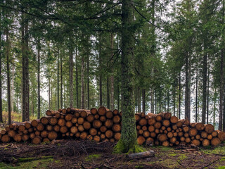 Holz- und Forstwirtschaft - obrazy, fototapety, plakaty