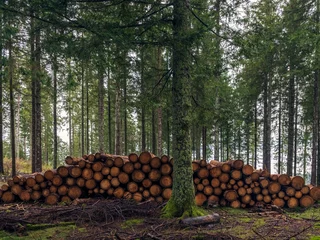 Foto auf Acrylglas Antireflex Holz- und Forstwirtschaft © C. Schüßler