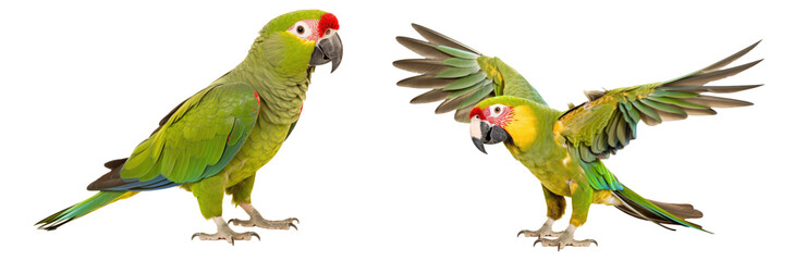 parrot domestic bird pet in green color standing side view wings spred full body close-up, isolated on white transparent background, suitable for veterinary pet shop advertising