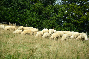 Obraz premium Herd of sheep on beautiful mountain meadow. Picturesque landscape background on mountainous terrain.