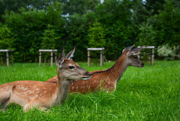 Naklejka na ściany i meble young sika deer resting on a green meadow in the park