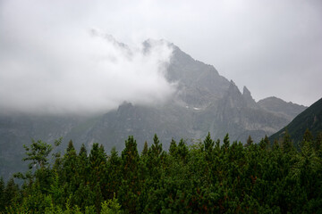 mountain landscape with spruce forest. beautiful view of the mountains on a foggy day