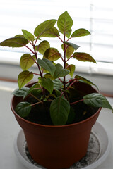 indoor plant in a plastic pot on the windowsill