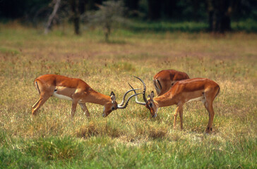 Impala, male, Aepyceros melampus, Kenya
