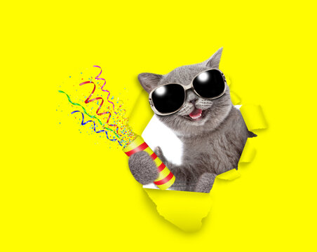 Happy cat wearing sunglasses looks through a hole in yellow paper holds exploding firecracker
