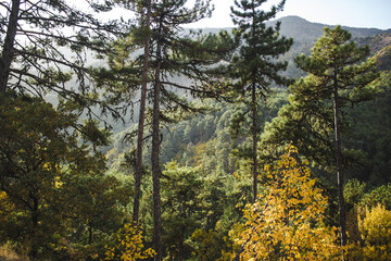 Mountain forest view with autumn foliage