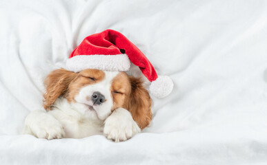 Cozy Cavalier King Charles Spaniel puppy wearing red santa hat sleeps under white blanket  on a bed...