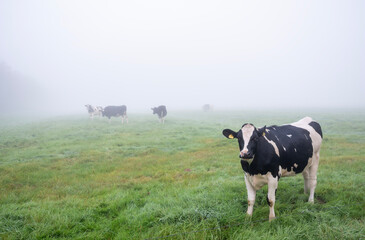 black and white spotted cows in dutch meadow during morning fog