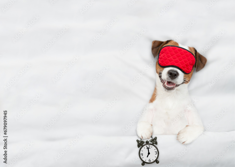 Poster jack russell terrier puppy with towel on it head wearing sleeping mask sleeps on a bed at home and h